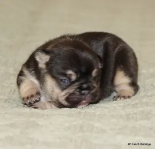 Bulldog francese - Zuzu