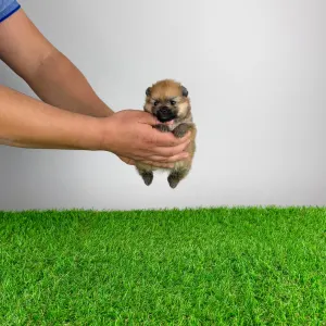 German Pomeranian Spitz - Qually