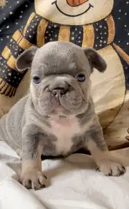 Bulldog francese - Steel Wing Bullz Nash