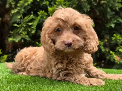 Cavapoo - Milky