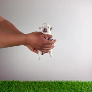 West Highland White Terrier - Jette