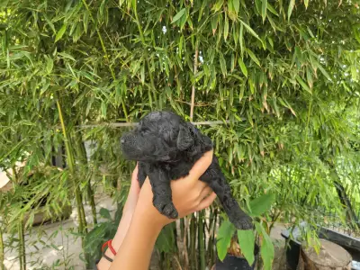 Poodle Medium - Apród