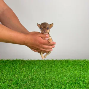 Чихуахуа - Chiquita