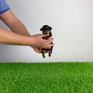 Yorkshire Terrier - Pancho