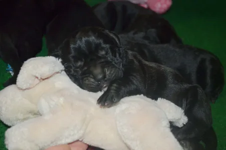 Cane Corso Italiano - Dolce Assassino Polina