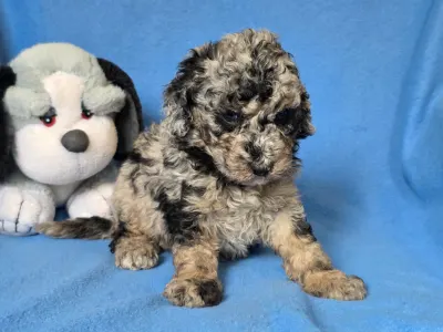 Cavapoo - Moon