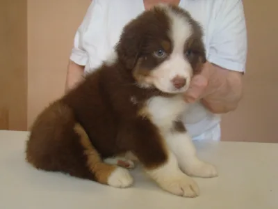 Australian Shepherd - Chocolade Baby