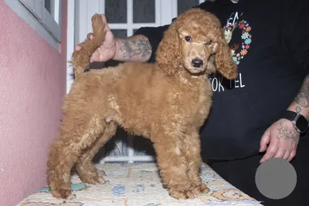 Poodle Standard - Jatt Black