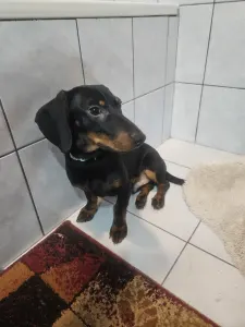 Dachshund - Kodi