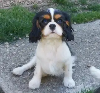 Cavalier King Charles Spaniel - Gerry
