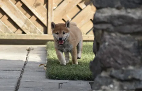 Shiba - Bravados Inori