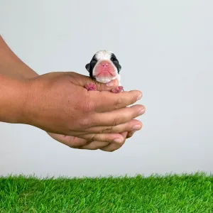 Boston Terrier - Kismet