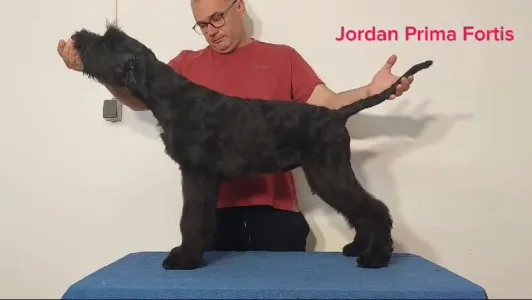 Óriás schnauzer - Jordan Prima Fortis