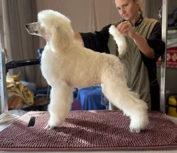 Poodle Standard - White Girl For Pet