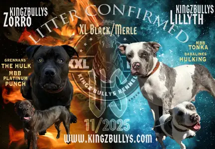 American Bully - Classic - Xxl Kingz Bullys Kennel