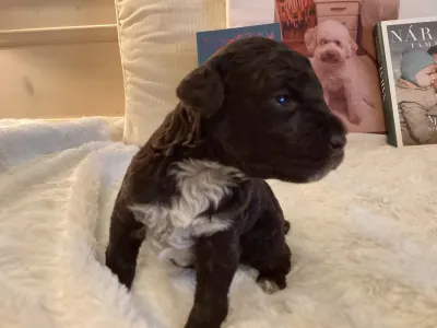 Chien d'eau romagnol - Bobby