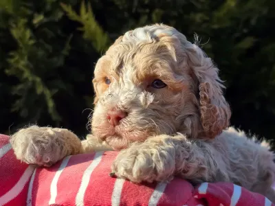 Cavapoo - Figo