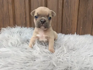 French Bulldog - George