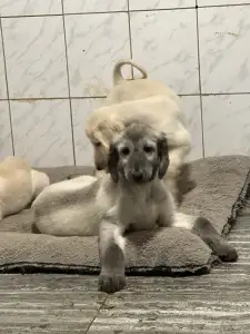 Afghan Hound - Xavian