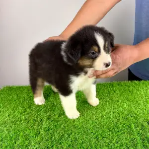 Australian Shepherd - Cagan