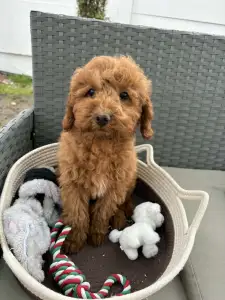 Poodle Miniature - Samu