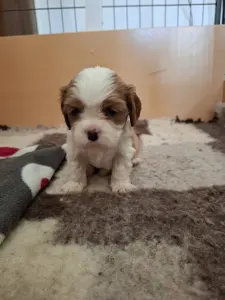 Cavalier King Charles spániel - Kaktusz
