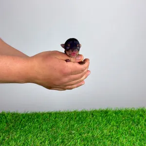 Yorkshire Terrier - Volt