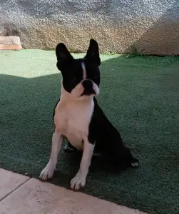 Boston Terrier - Khalessi Angelus Domini 