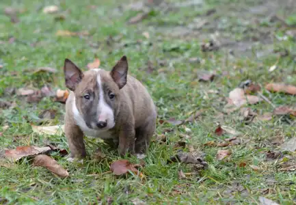 Bull terrier miniature - Jake