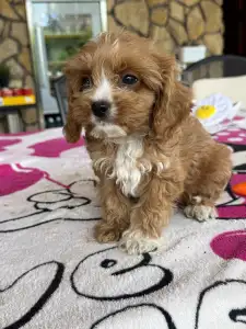 Cavapoo - Teddy