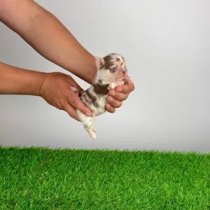 Чихуахуа - Chocolatta