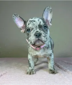 Francia bulldog - Megan