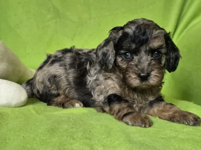 Cavapoo - Max