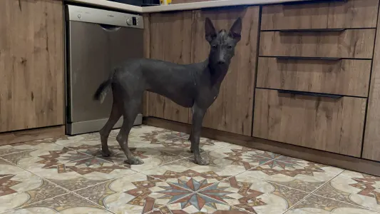 Mexican Hairless Dog - Barka