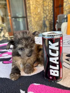 Maltipoo - Bebi