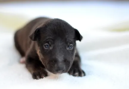 Miniature Bullterrier - Jasper