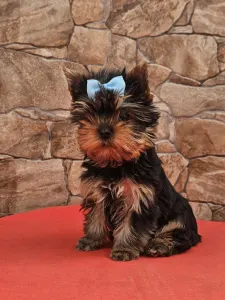 Yorkshire Terrier - Beni