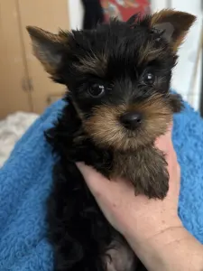 Yorkshire Terrier - Benett