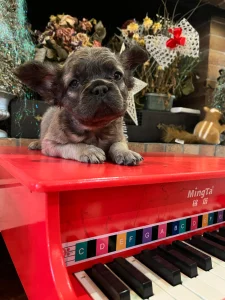 Bulldog francese - Fluffy