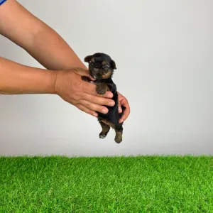 Yorkshire Terrier - Ylko