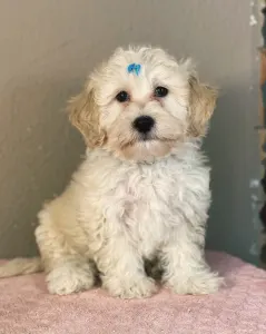 Maltipoo - Matthew