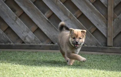 Shiba inu - Benika