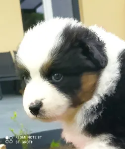 Miniature American Shepherd - Arizona Dreamer "faye"