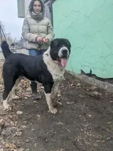 Owczarek środkowoazjatycki - Gaplan Iz Zamka Larisi