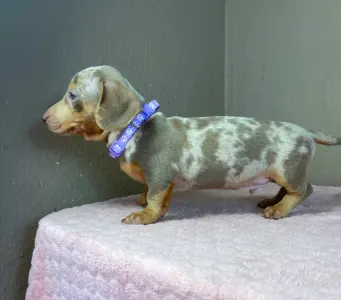Dachshund - Harry