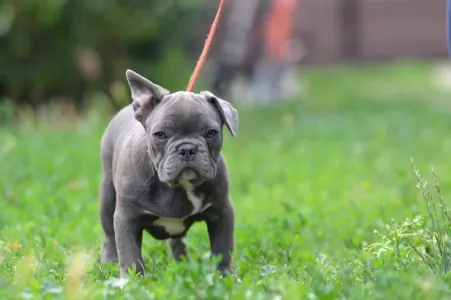Französische Bulldogge - Magnus