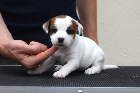 Jack Russell Terrier - Gold Leash Yuki