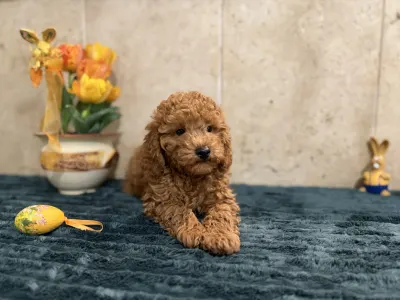 Barbone nano - Goofy