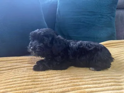 Maltipoo - Bagira