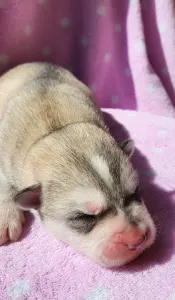 Siberian Husky - Sadachbia Of Polar Moonlights